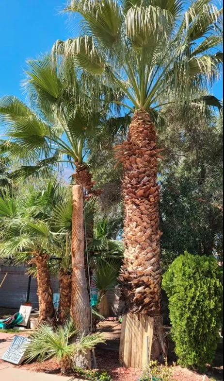 Top-rated residential landscaping in Las Vegas, NV by Trim Right Palms
