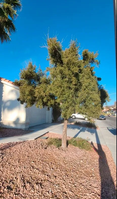 Professional lawn care service for beautiful yards in Las Vegas, NV by Trim Right Palms