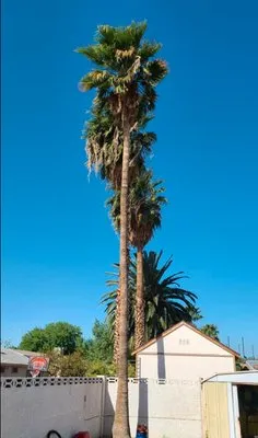 Trim Right Palms Logo