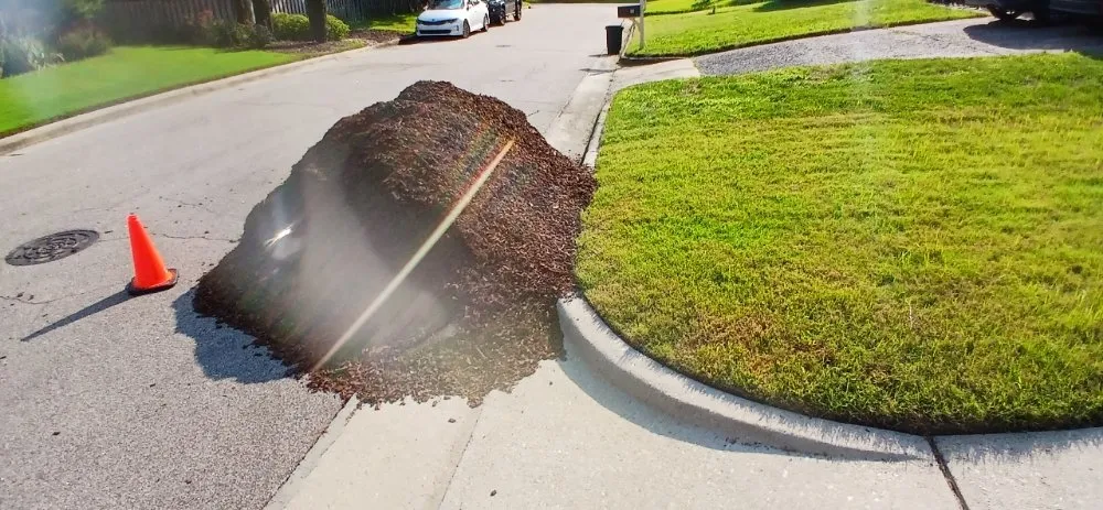 Local lawn care service for year-round maintenance across Raleigh, NC - Trim Source