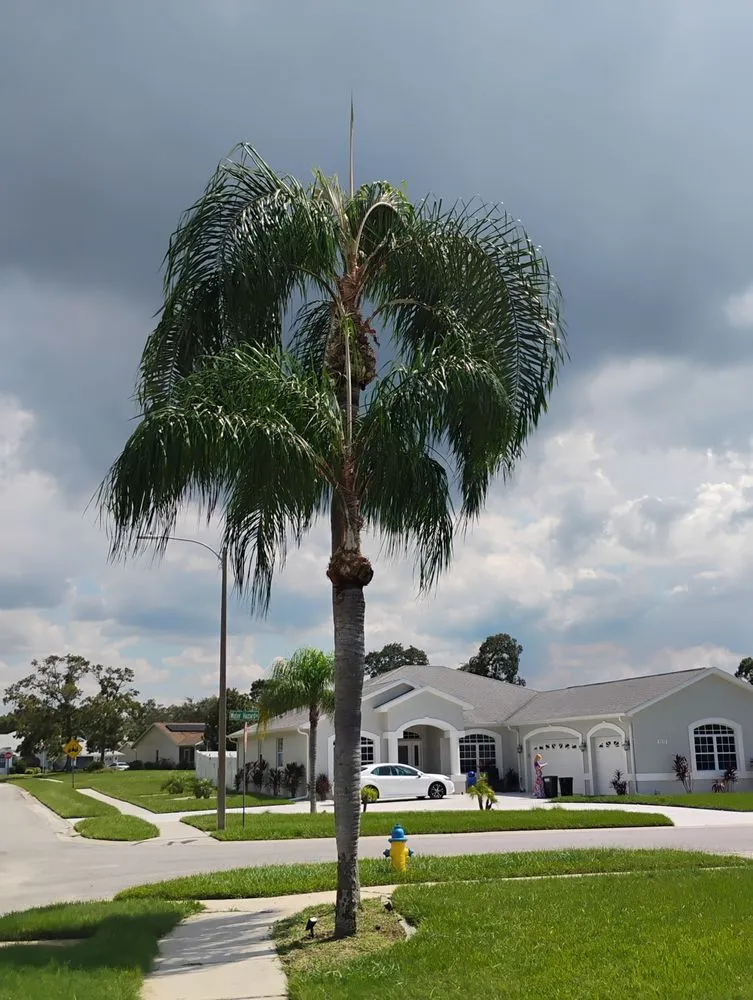 Reliable yard maintenance in New Port Richey, FL by Trim Time Tree Service