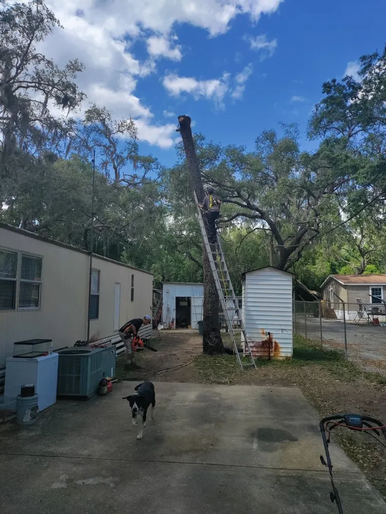 Trusted yard maintenance experts serving New Port Richey, FL - Trim Time Tree Service