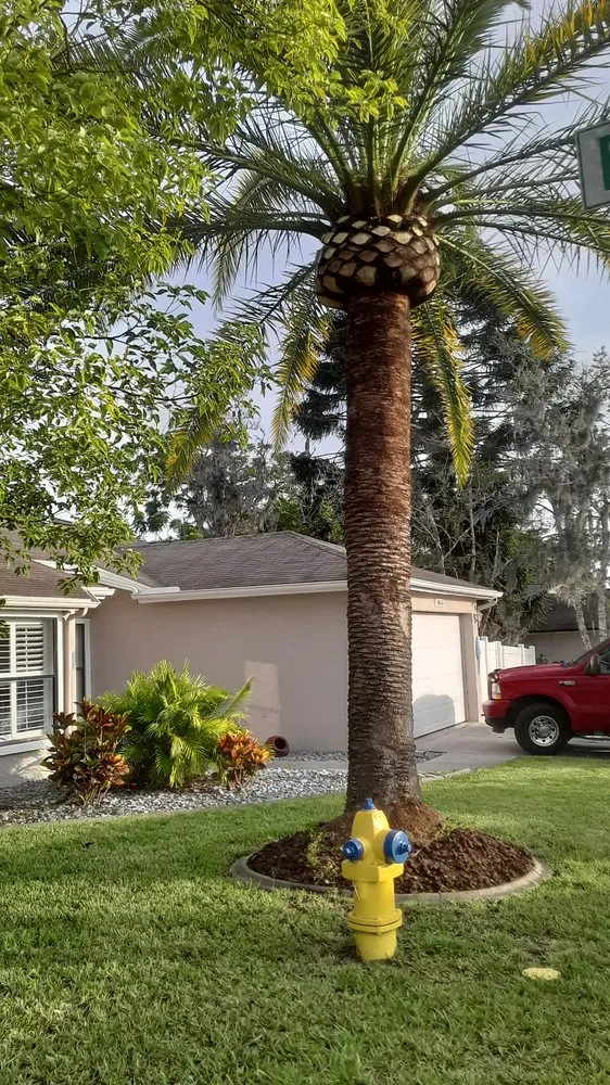 Trusted lawn mowing service for outdoor upgrades in New Port Richey, FL by Trim Time Tree Service