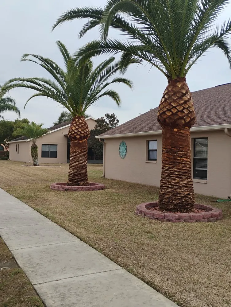 Affordable yard cleanup service in New Port Richey, FL by Trim Time Tree Service