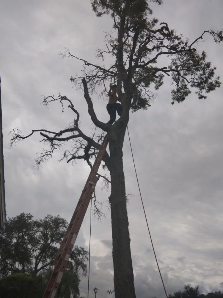 Top-rated yard cleanup service for outdoor upgrades across New Port Richey, FL - Trim Time Tree Service