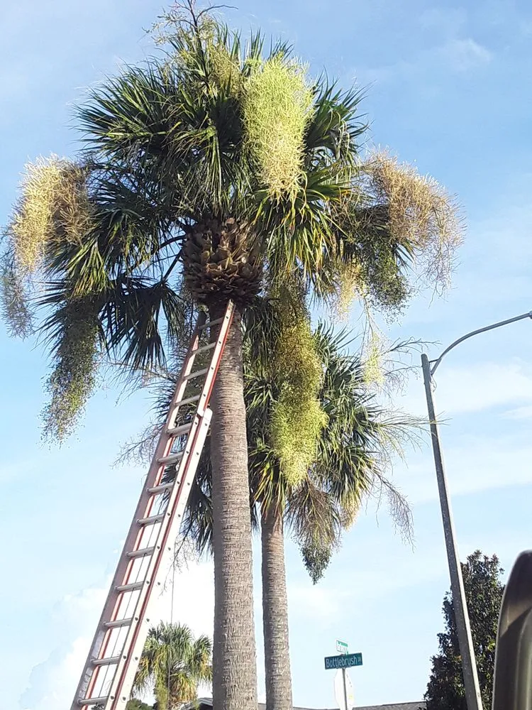 Trusted yard maintenance in New Port Richey, FL by Trim Time Tree Service