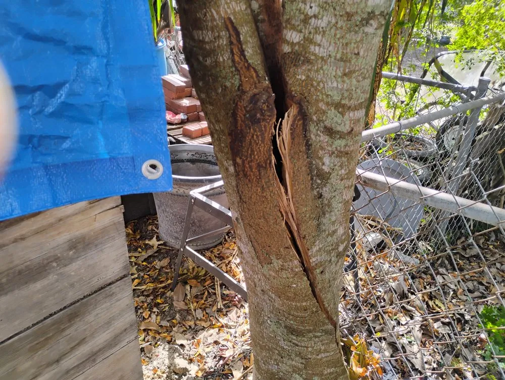 Top-rated outdoor landscaping in New Port Richey, FL by Trim Time Tree Service