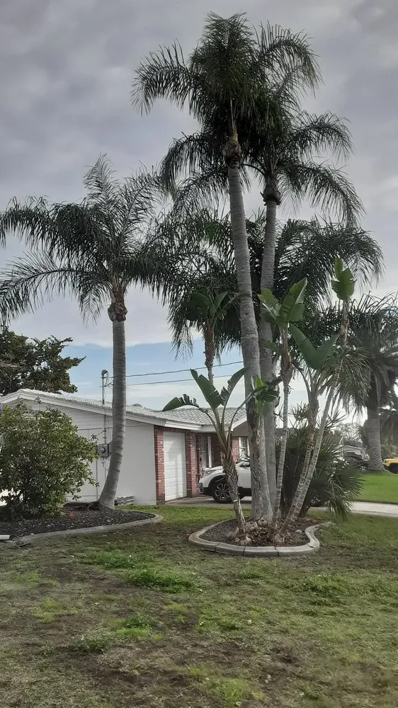 Reliable yard cleanup service in New Port Richey, FL - Trim Time Tree Service