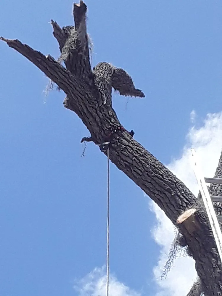 Expert residential landscaping in New Port Richey, FL - Trim Time Tree Service