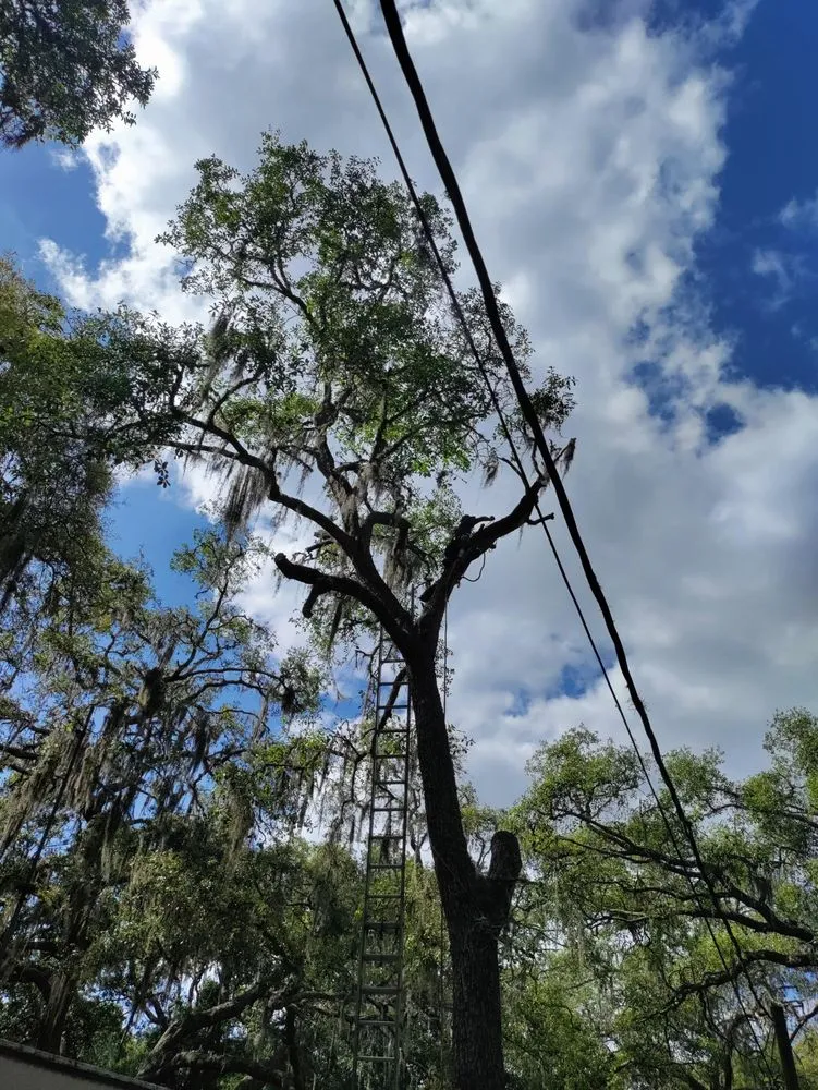Affordable outdoor landscaping for residential properties in New Port Richey, FL by Trim Time Tree Service