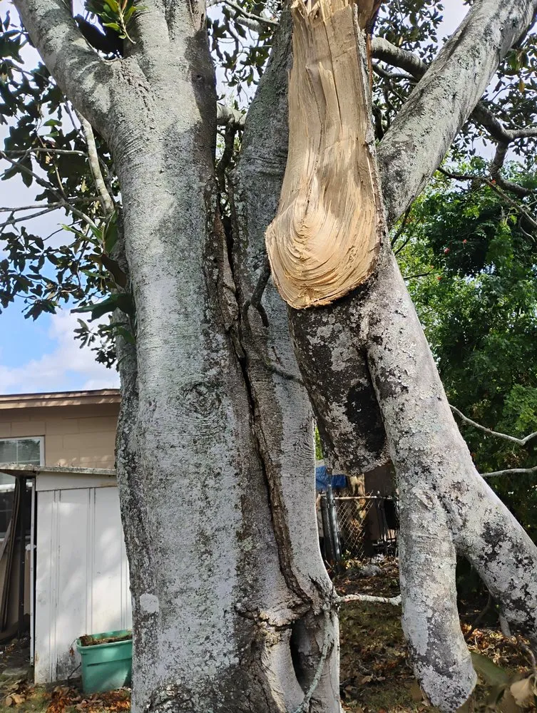 Custom yard maintenance for year-round maintenance in New Port Richey, FL by Trim Time Tree Service