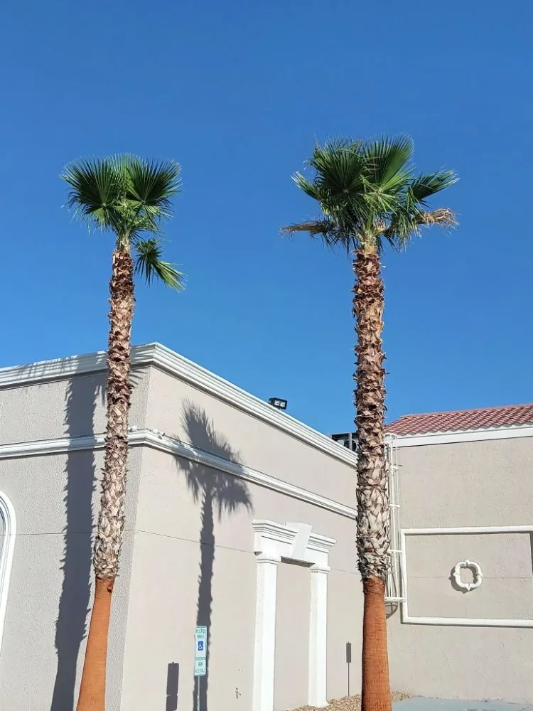 Trusted garden landscaping in El Paso, TX - Trima Palm