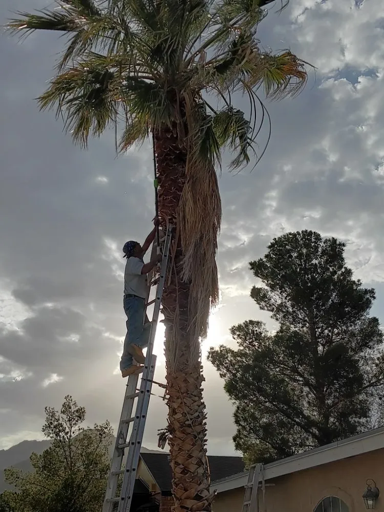 Expert lawn mowing service experts serving El Paso, TX - Trima Palm