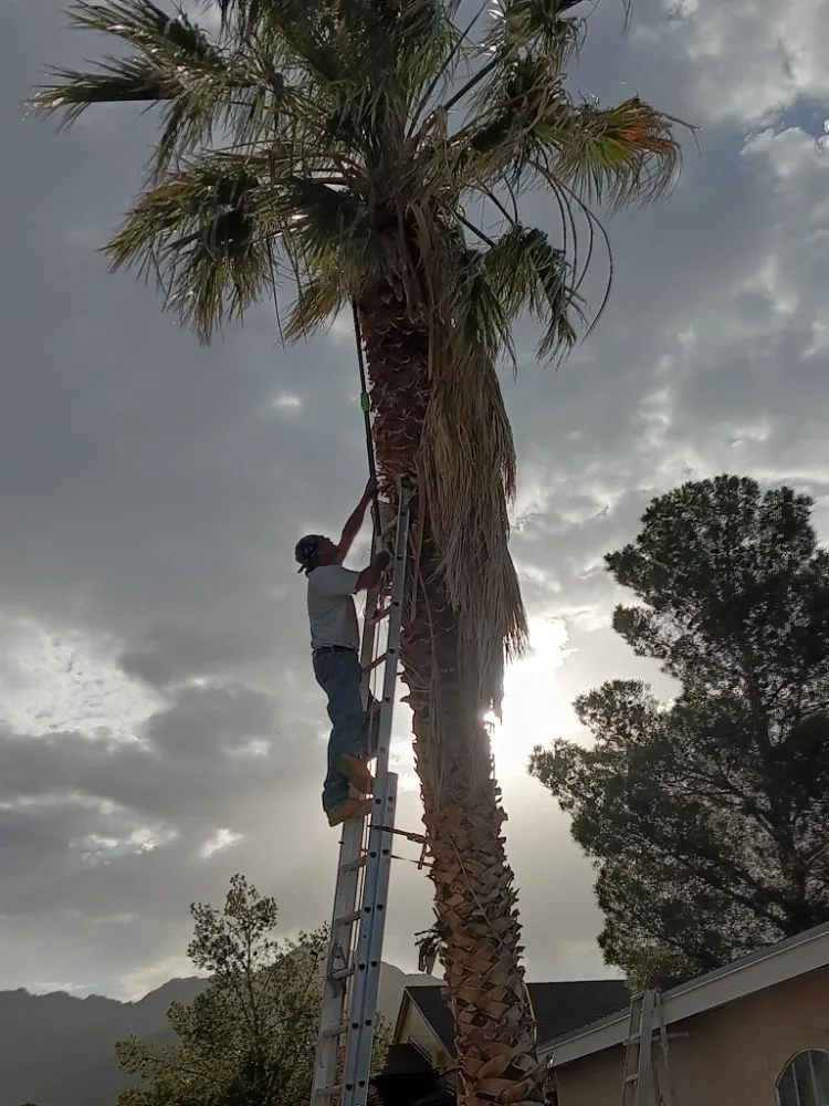 Expert yard cleanup service in El Paso, TX by Trima Palm