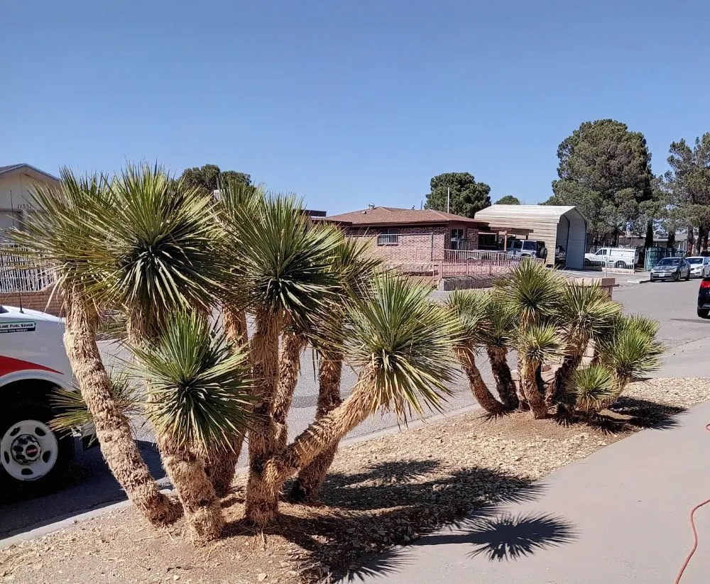 Local yard cleanup service for outdoor upgrades in El Paso, TX by Trima Palm