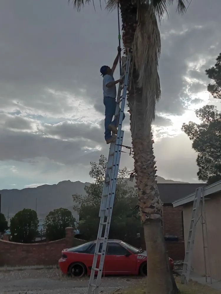 Reliable landscape design for beautiful yards across El Paso, TX - Trima Palm