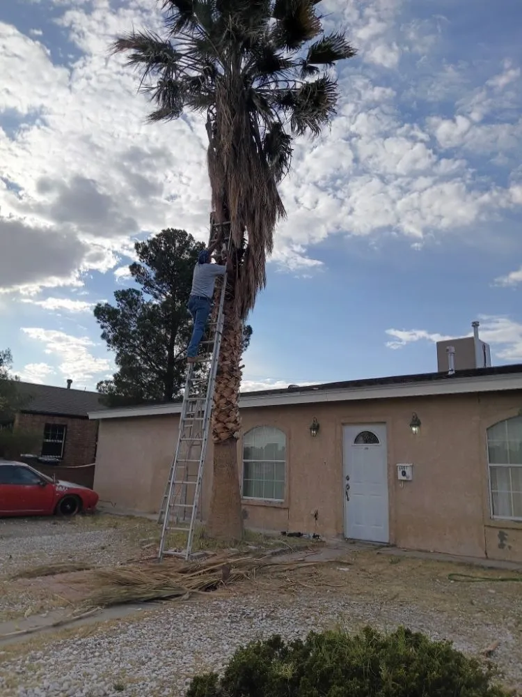 Reliable yard cleanup service for outdoor upgrades across El Paso, TX - Trima Palm