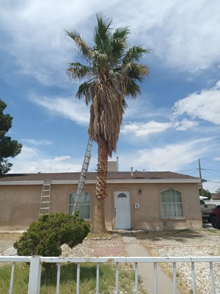 Trusted yard cleanup service experts serving El Paso, TX - Trima Palm