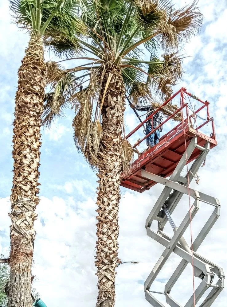 Expert outdoor landscaping for outdoor upgrades across El Paso, TX - Trima Palm