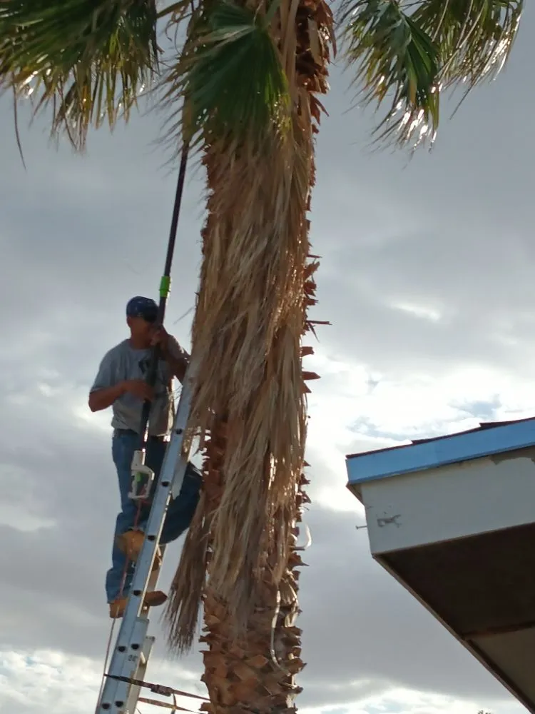 Trusted yard maintenance for year-round maintenance in El Paso, TX by Trima Palm