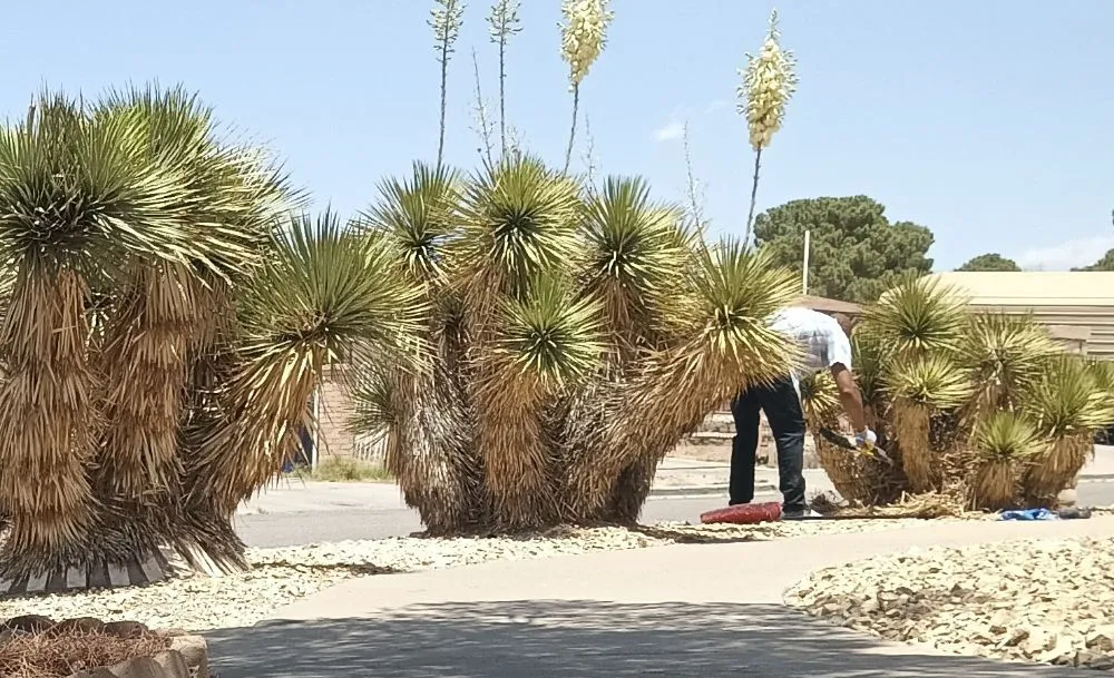 Affordable lawn care service for residential properties across El Paso, TX - Trima Palm