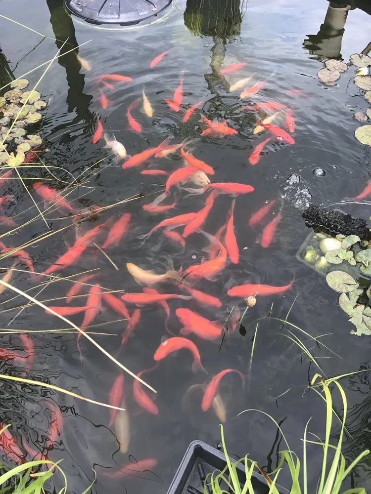 Affordable outdoor landscaping for residential properties across Cutchogue, NY - Trimble's of Corchaug Nursery