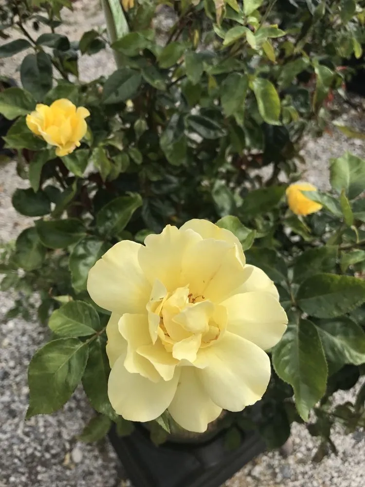 Affordable yard cleanup service with custom design in Cutchogue, NY by Trimble's of Corchaug Nursery