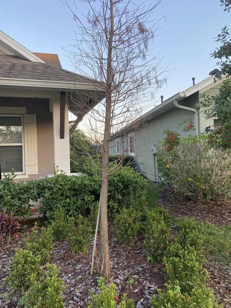 Professional residential landscaping in Seffner, FL - Trimen Landscape