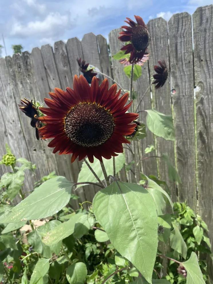 Reliable residential landscaping experts serving Holly Hill, FL - TrimLine Design and Landscape