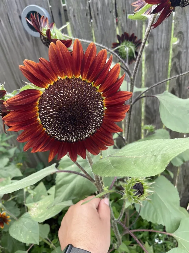 Local yard cleanup service experts serving Holly Hill, FL - TrimLine Design and Landscape