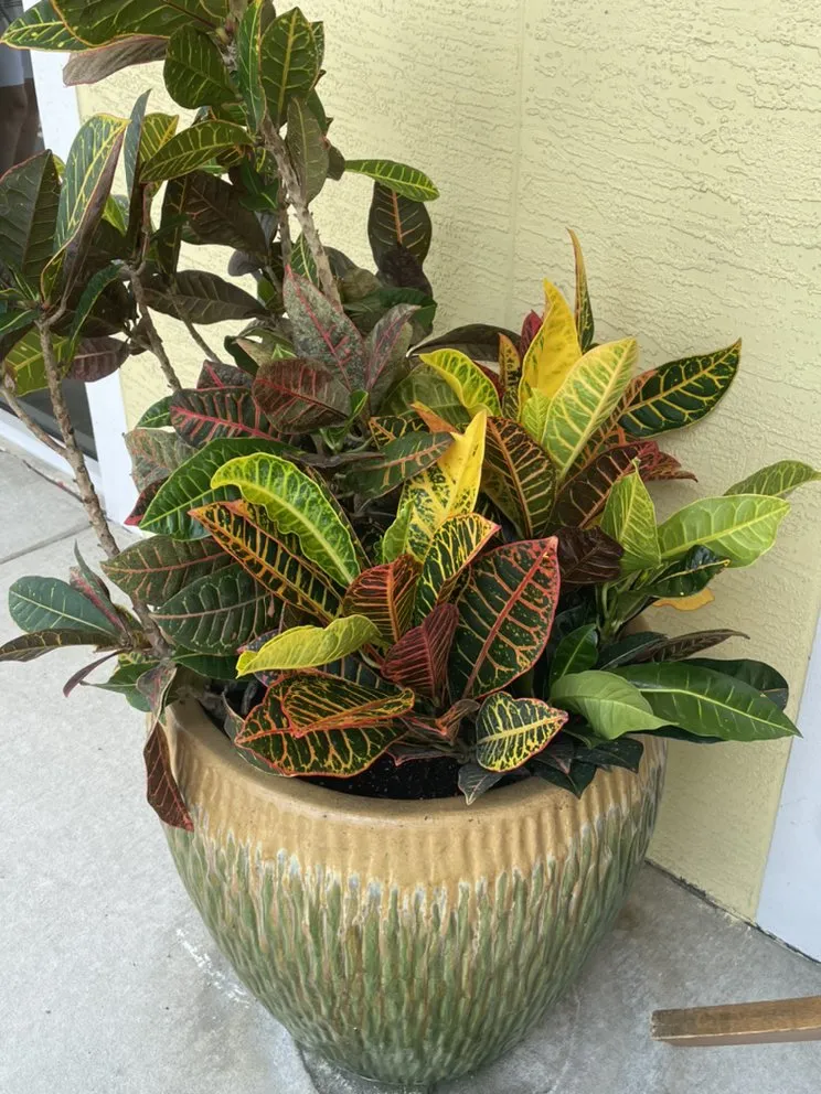 Affordable lawn mowing service for year-round maintenance across Holly Hill, FL - TrimLine Design and Landscape