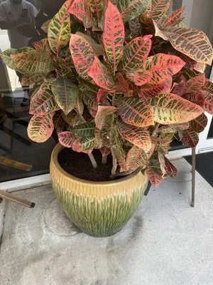 TrimLine Design and Landscape Logo