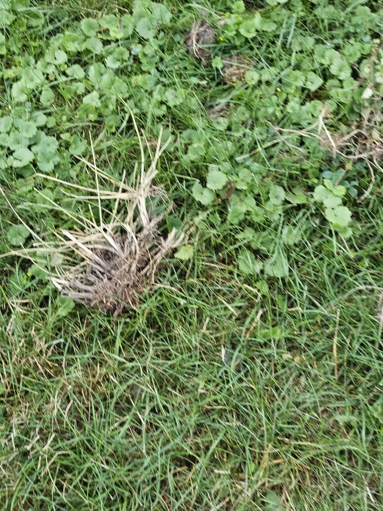 Trusted garden landscaping in Rochester, NY - Trimline Landscape Management