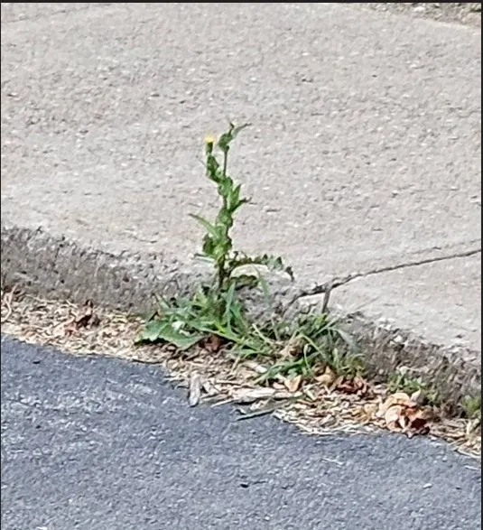 Top-rated lawn mowing service with custom design across Rochester, NY - Trimline Landscape Management