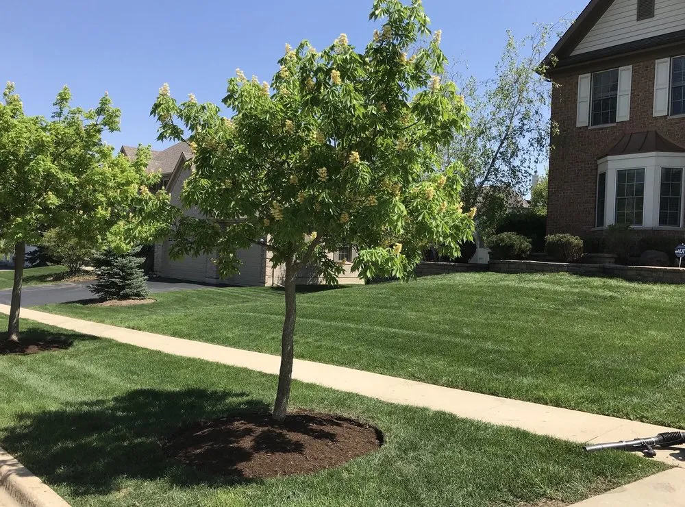 Custom lawn care service experts serving Algonquin, IL - Trimline Lawn Care Services