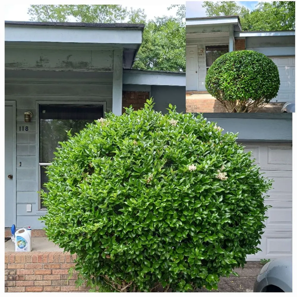 Top-rated landscape design in Columbia, SC - Trimline Lawn Services