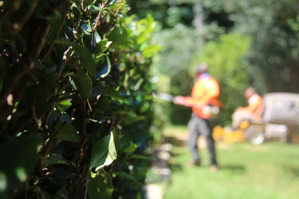 Custom yard cleanup service for year-round maintenance across Augusta, GA - Trimmendous Lawn Care