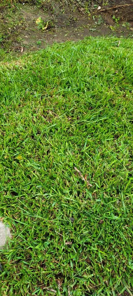 Local lawn care service for beautiful yards across Quincy, FL - Trimming 2 Perfection