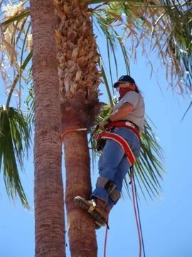 Top-rated landscape installation in Scottsdale, AZ by Trimming Arizona