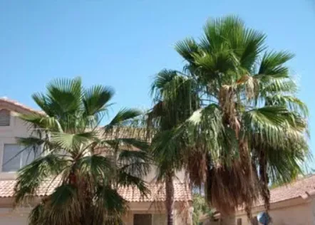 Reliable lawn mowing service for beautiful yards in Scottsdale, AZ by Trimming Arizona