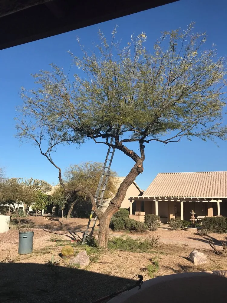 Expert yard maintenance for year-round maintenance in Scottsdale, AZ by Trimming Arizona