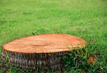 Custom residential landscaping with custom design in Homestead, FL by Trimscape