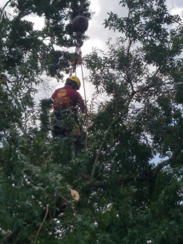 Affordable landscape design for residential properties in Largo, FL by Trimworks Tree Service