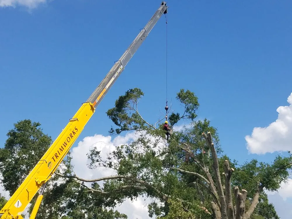Local yard maintenance for beautiful yards across Largo, FL - Trimworks Tree Service