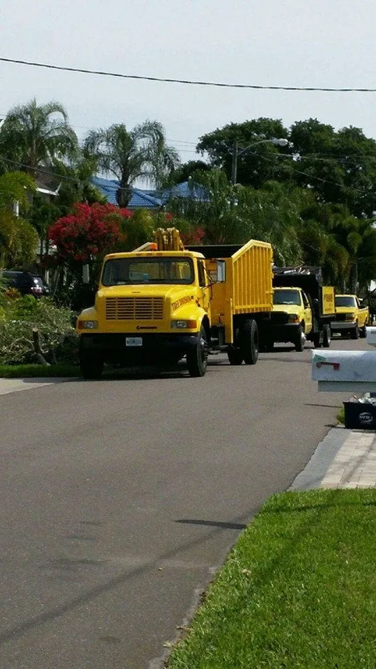 Trusted yard cleanup service in Largo, FL by Trimworks Tree Service