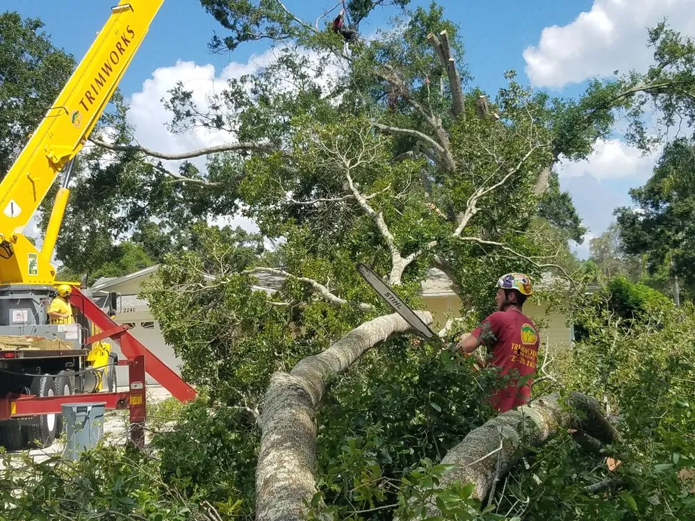Trusted lawn care service in Largo, FL - Trimworks Tree Service