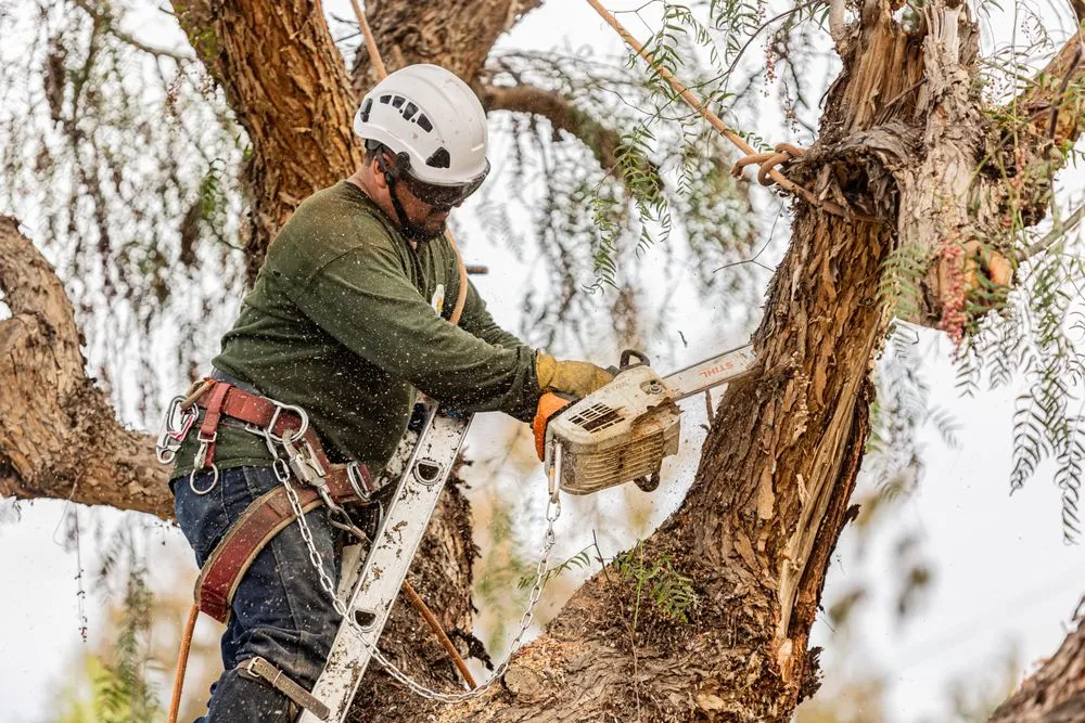 Affordable residential landscaping experts serving San Diego, CA - Trini Tree Services