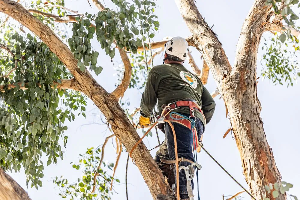 Affordable garden landscaping experts serving San Diego, CA - Trini Tree Services