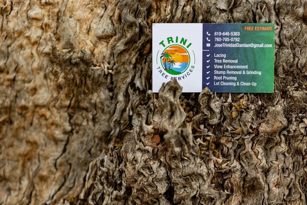 Affordable yard maintenance experts serving San Diego, CA - Trini Tree Services