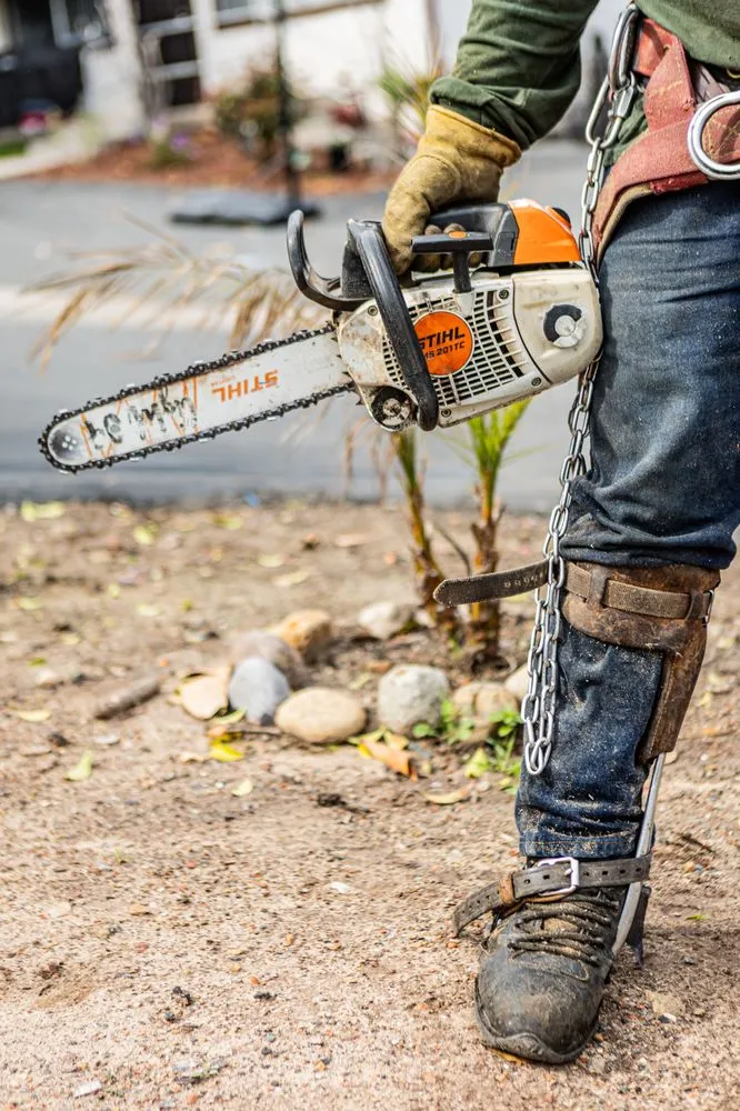 Expert yard maintenance in San Diego, CA - Trini Tree Services